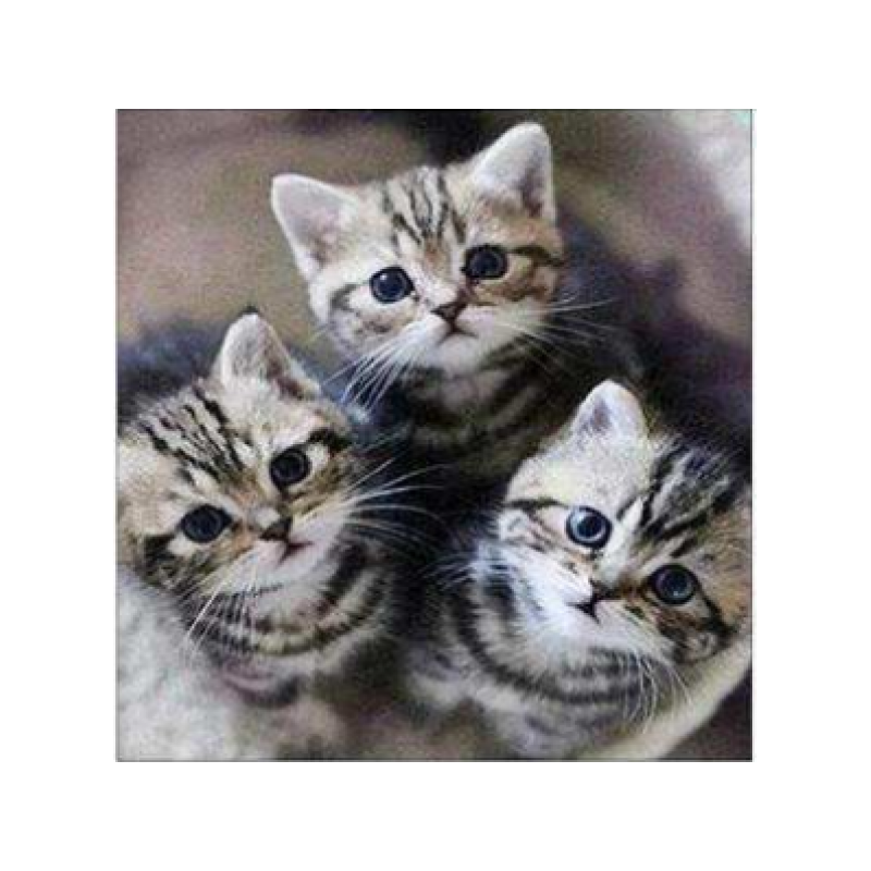 Three kittens 30x30 cm