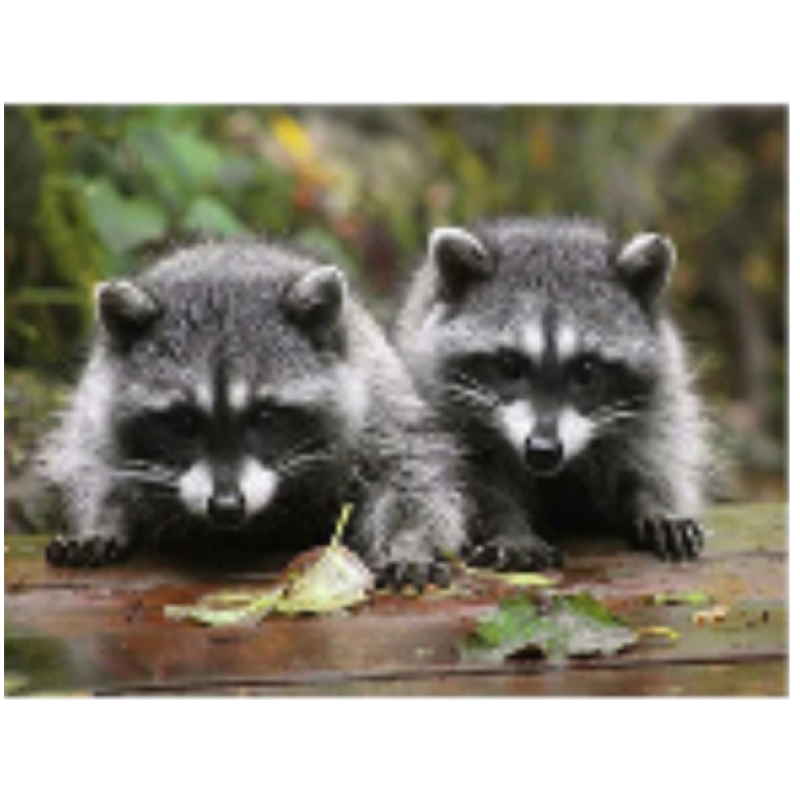 Two Raccoons 30x40 cm