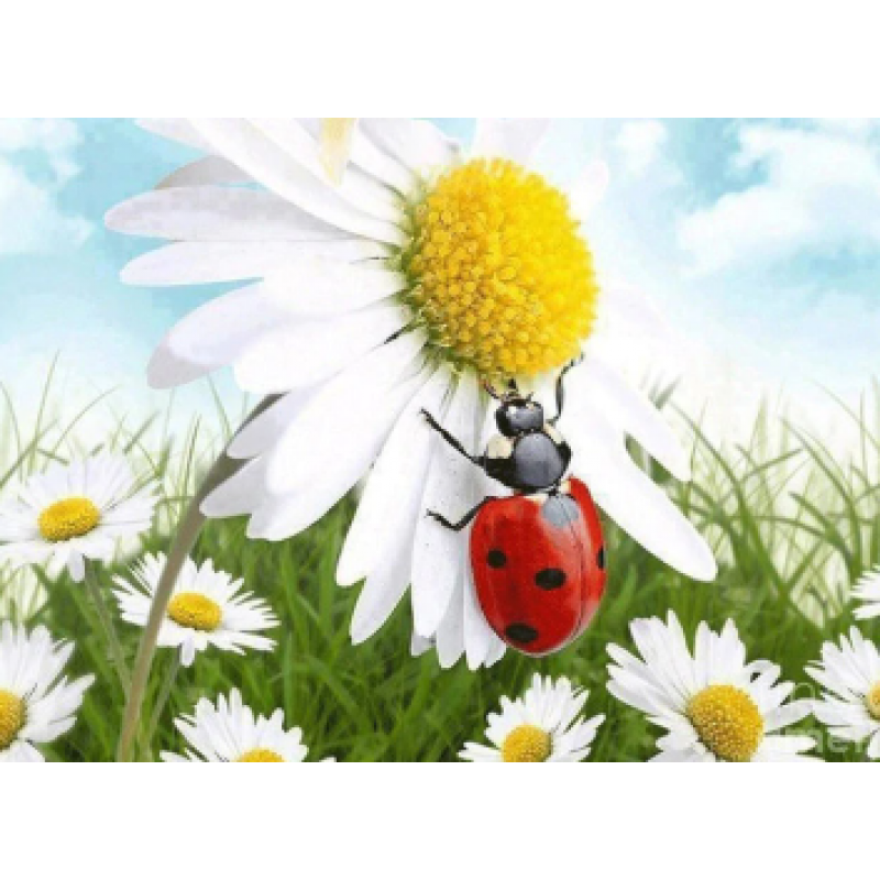 Cute ladybug on a Chamomile flower 30x40cm