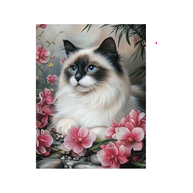 Imeline Birma kass 30x40 cm