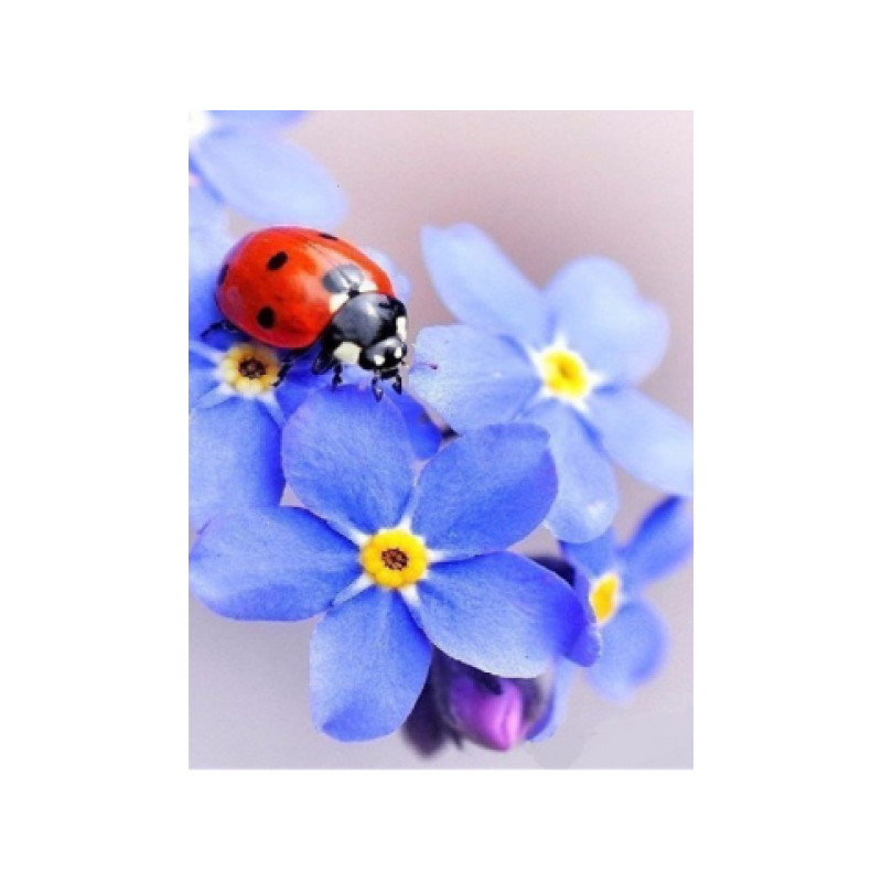 Ladybug on a flower 30x40cm