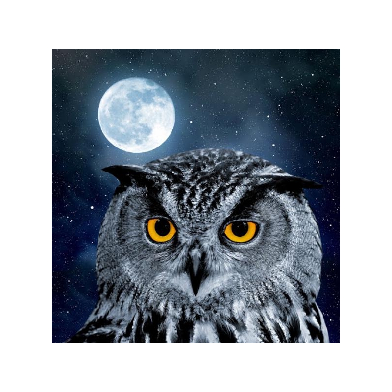  Owl with the Moon  30x30 cm