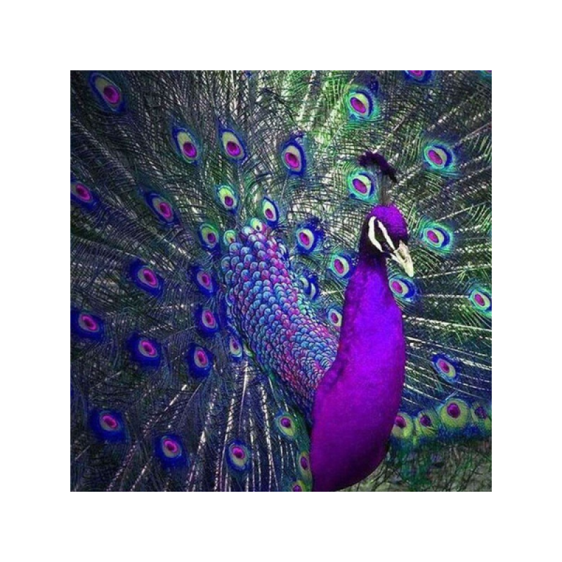 Peacock 1 40x40 cm