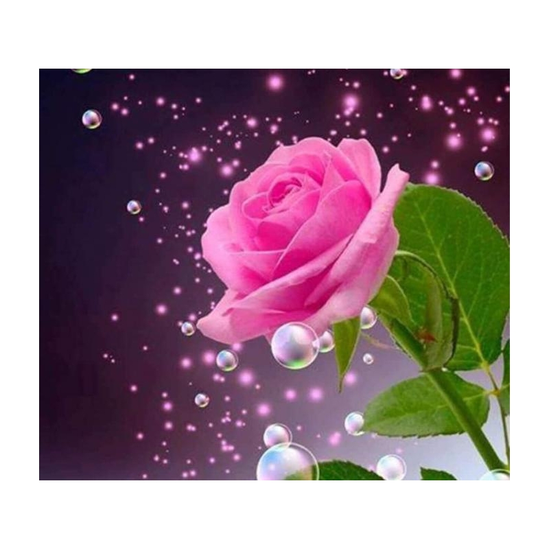 Rozā roze 40x40 cm