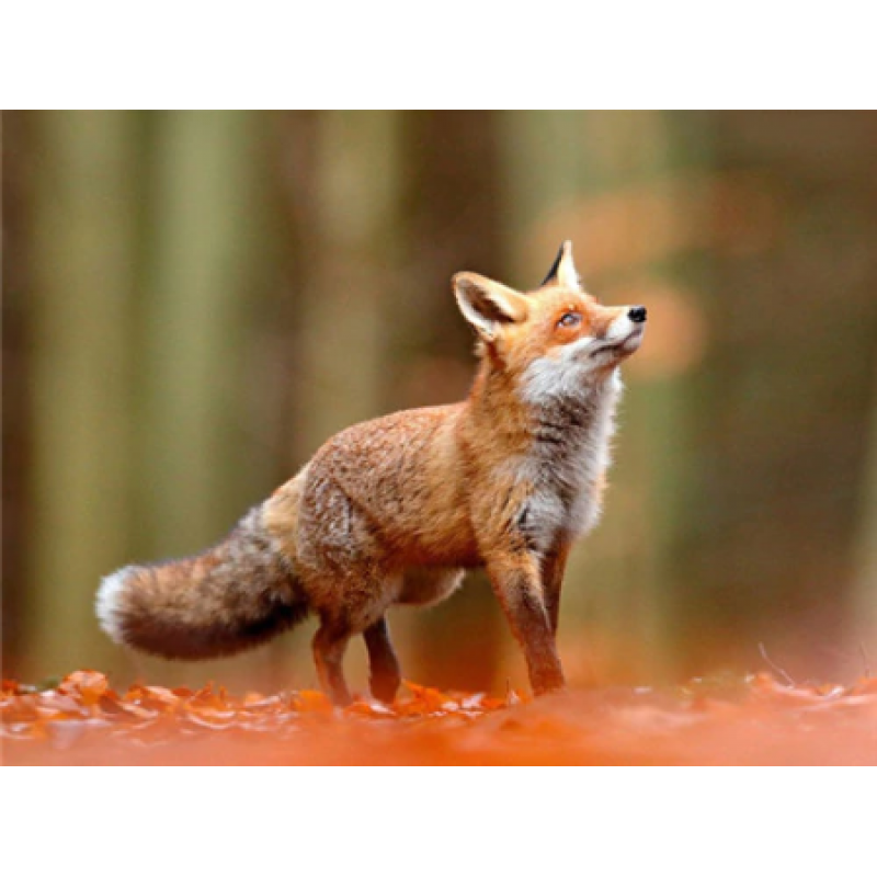 Watching Fox 1 30x40 cm