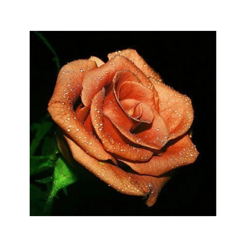 Rose 3 30x30 cm