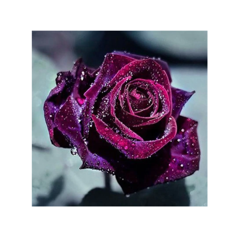 Rose 4 30x30 cm