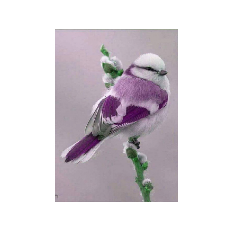 Violeta un balta zīle 30x40 cm