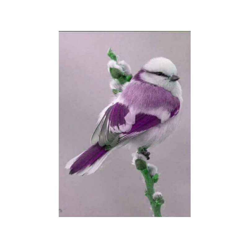 Purple and White Tit 30x40 cm