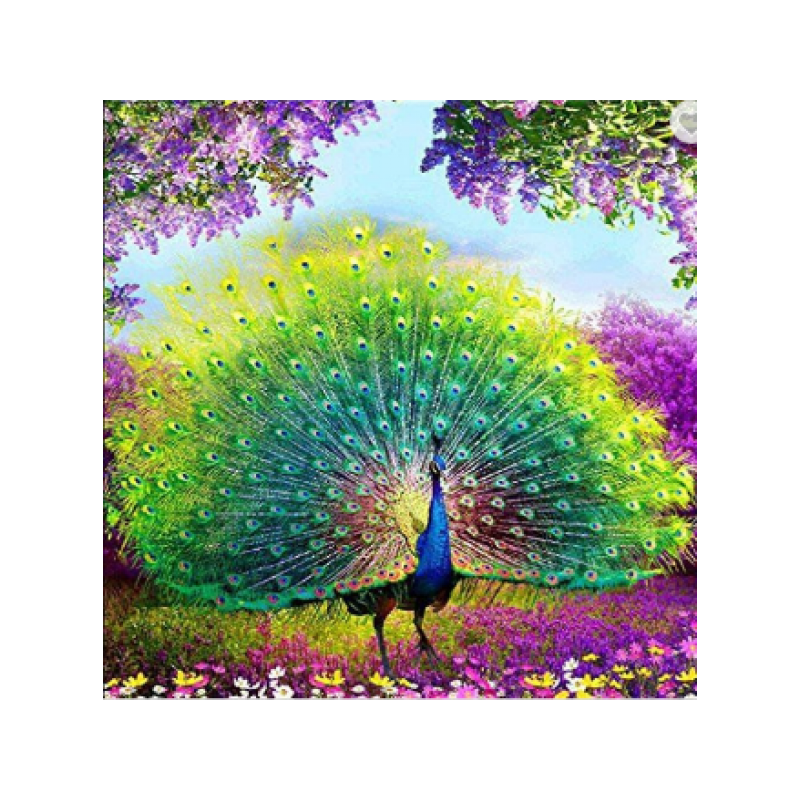 Peacock 5 38x38 cm