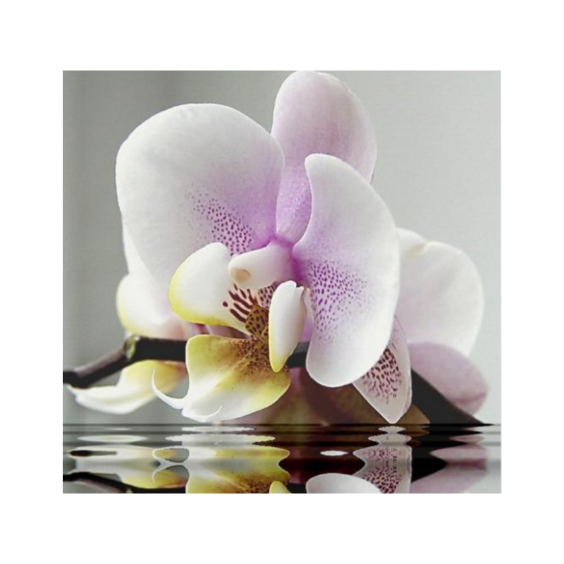 Orchid 40x40 cm