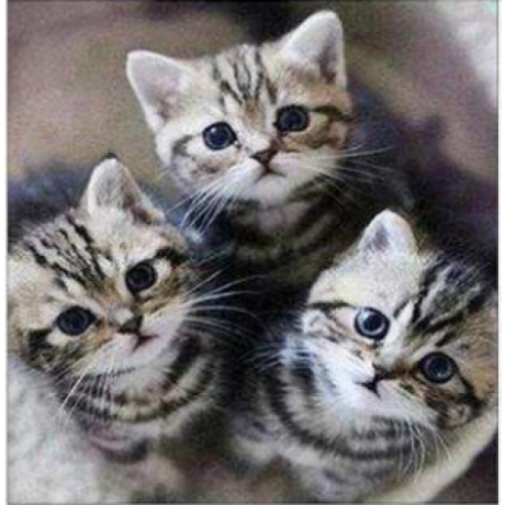Three kittens 30x30 cm