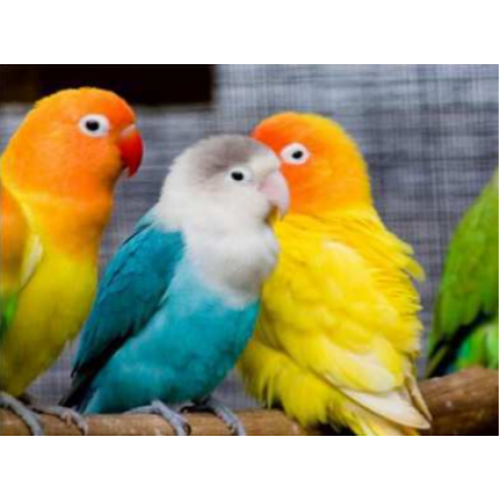 Kolm papagoid