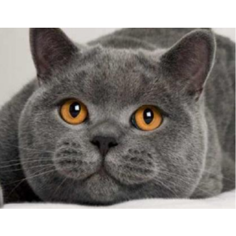 Gray cat 40x30 cm