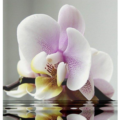 Orchidėja 40x40 cm