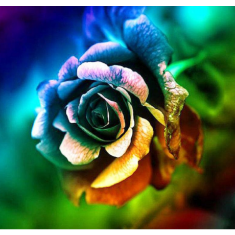 Värviline roos 33x23 cm