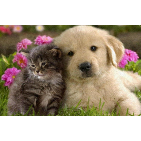 Cat and Dog 40x40