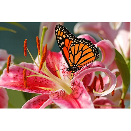 Butterfly on a flower 40x30