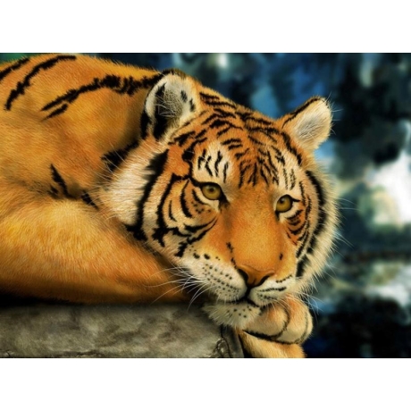 Отдыхающий Тигр 40х30