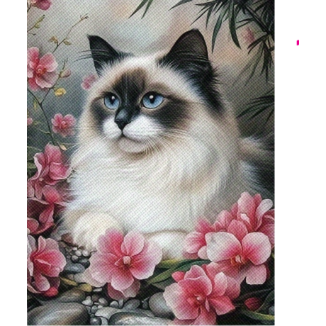 Imeline Birma kass 30x40 cm
