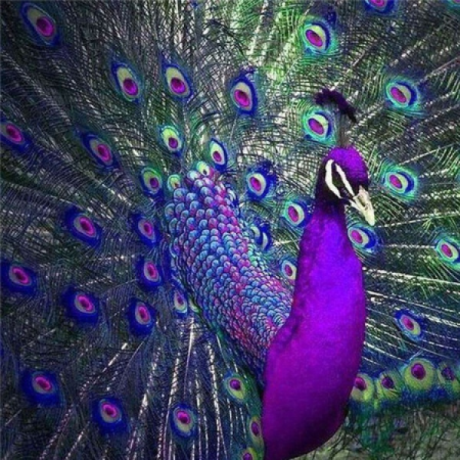 Peacock 1 40x40 cm