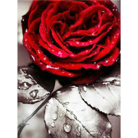  Red Rose 30x40 cm