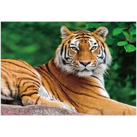 Tigras 30x40 cm
