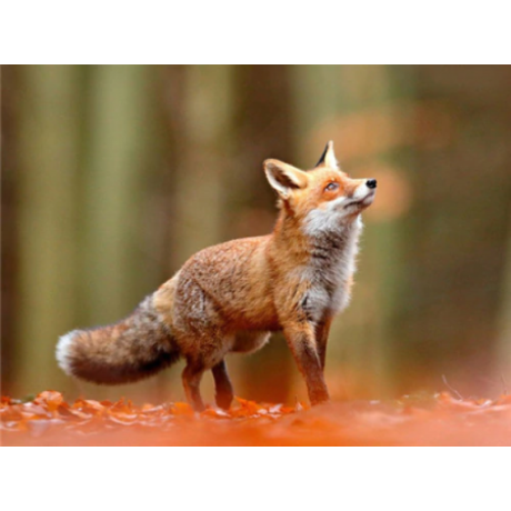 Watching Fox 1 30x40 cm