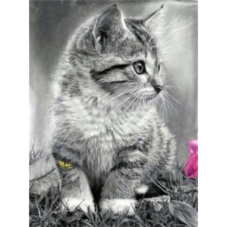 Grey Kitten 30x40 cm