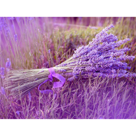 Lavender 30x40 cm