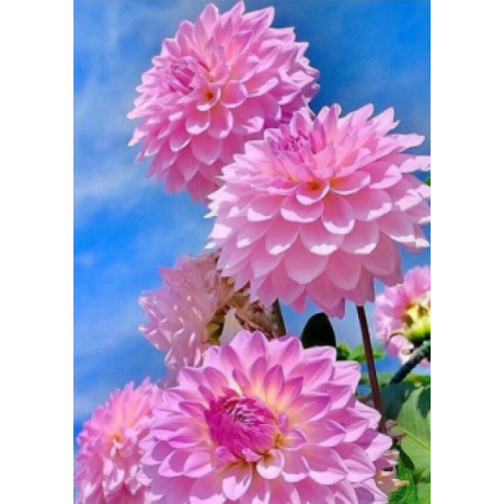 Rozā ziedi 30x40 cm