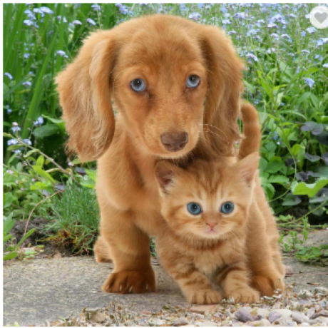 Katė ir šuo 30x30 cm