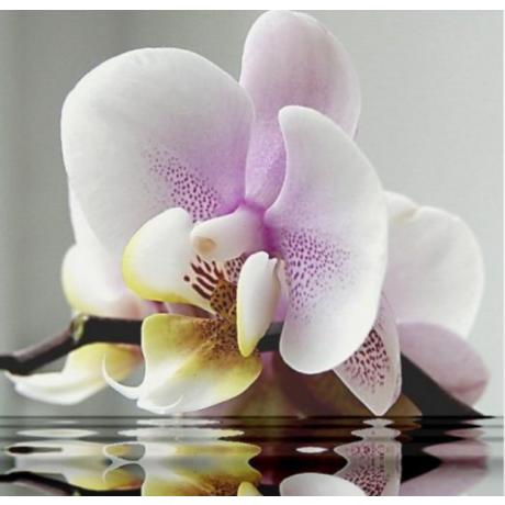 Orchidėja 40x40 cm