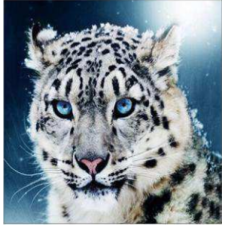 Sniega leopards 30x30 cm