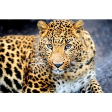 Наблюдая за леопардом 30x40 cm