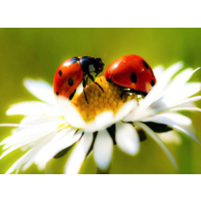 Two Ladybugs on a daisy 30x40cm