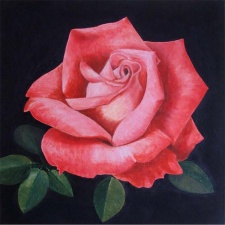 Roze 30x30 cm