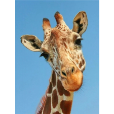 Žirafa 30x40 cm