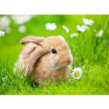 Кролик в траве  40x50 cm