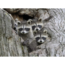 Raccoons 30x40 cm