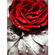  Красная роза 30x40 cm