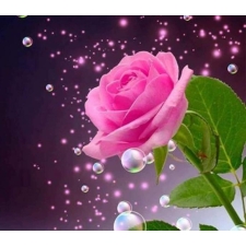 Розовая роза 40x40 cm