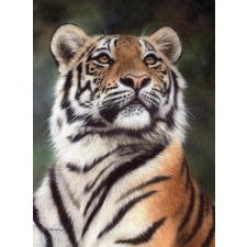 Watching tiger  40x50 cm