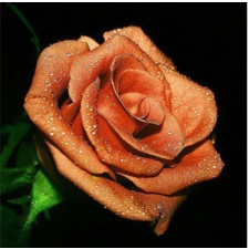 Rose 3 30x30 cm