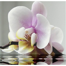 Орхидея  40x40 cm