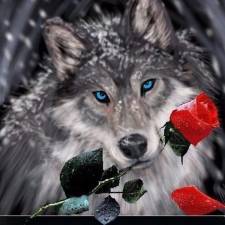Wolf with a rose (round) 40x40 cm