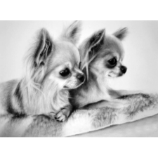 Chihuahuad 30x20 cm