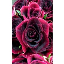 Sarkana roze 