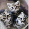 Three kittens 30x30 cm