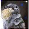 Katė su rože 30x30 cm